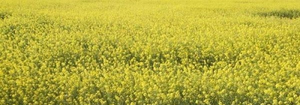 Біла гірчиця (Sinapis alba) як сидерат і добриво